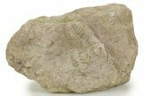 Bargain, Long Pliomera Fischeri Trilobite - Russia #363100-1